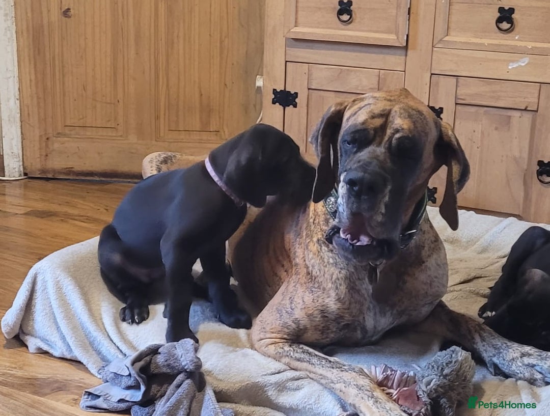 Great Dane dogs for sale: Only 2 beautiful Great Dane girls left. Ready now - Advert 24