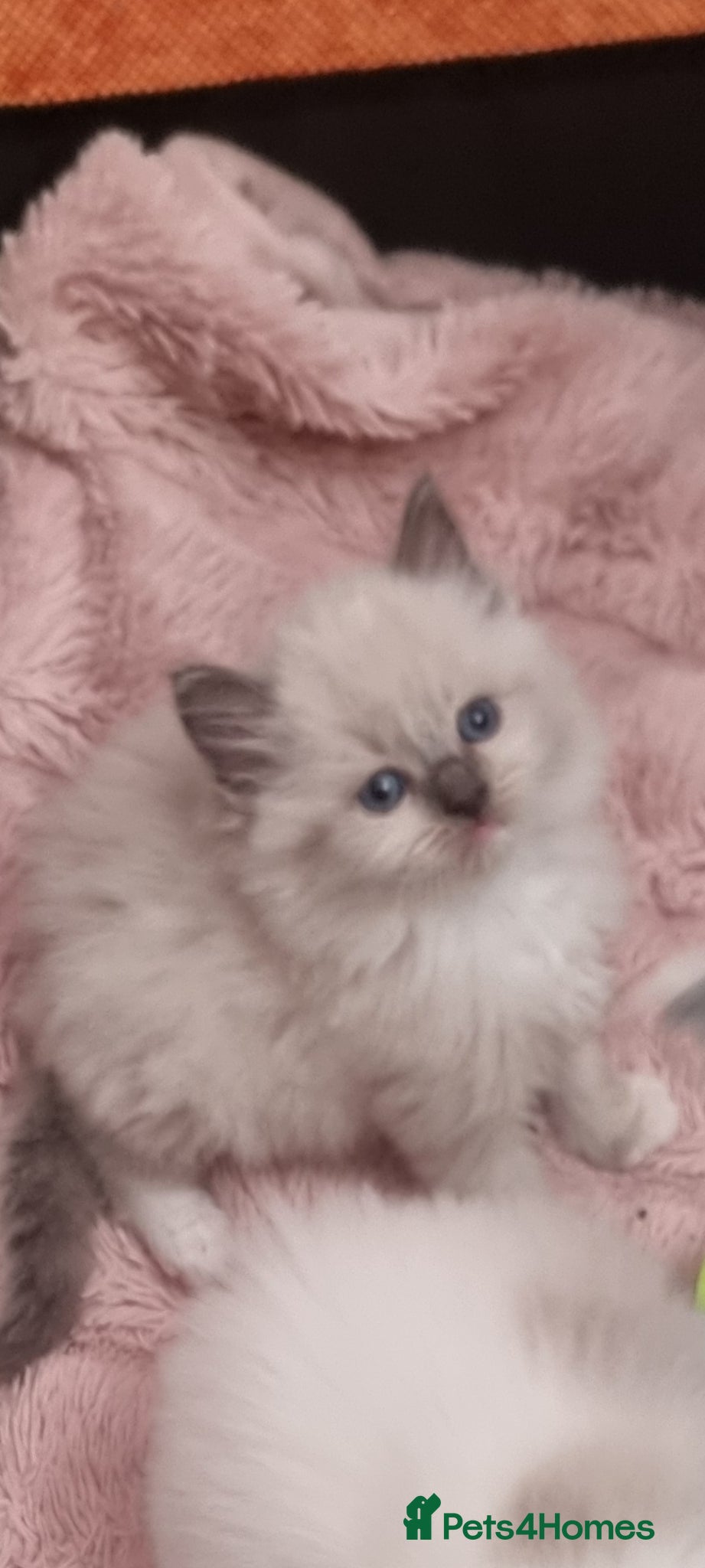 Ragdoll cats for sale: Ragdoll  - Advert 6