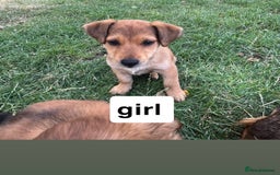 Mixed Breed dogs for sale: Dachshund /Norwich terrier  - Image 3