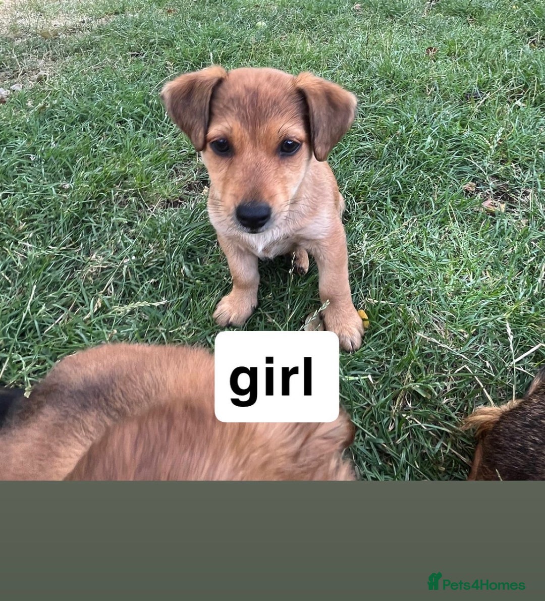 Mixed Breed dogs for sale: Dachshund /Norwich terrier  - Image 3