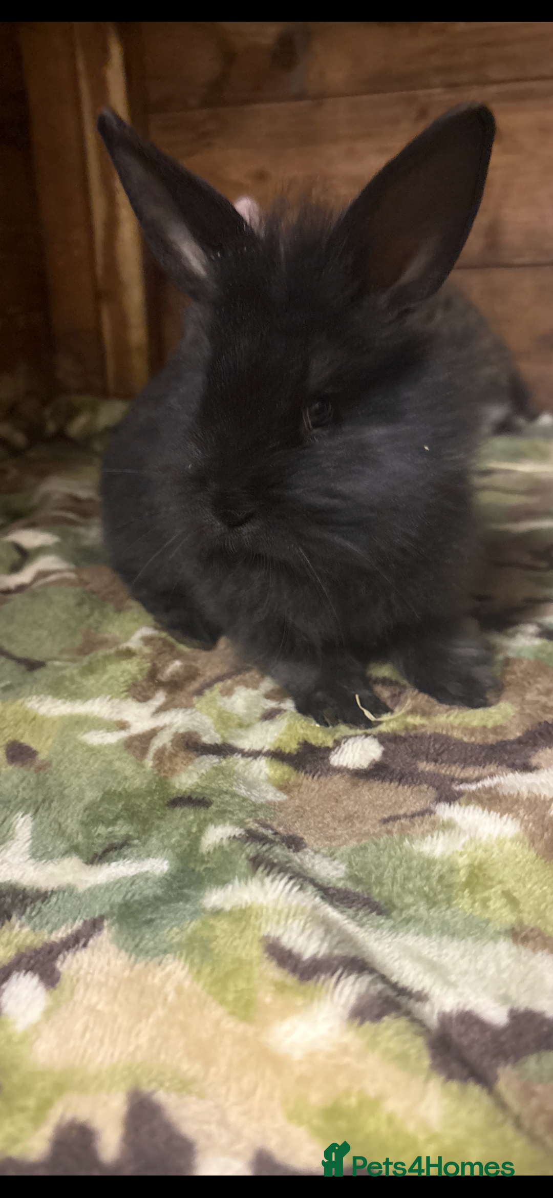 Mini Lop rabbits for sale: New litter added, angora/lionhead bunny rabbits  - Image 12