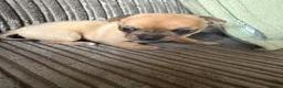 Chihuahua dogs for sale: Beautiful litter of chihuahua puppies  - Advert 7