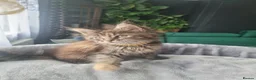Maine Coon cats for sale: TICA REG. MAINE COON KITTENS  - Advert 11