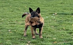 Belgian Shepherd Dog dogs for sale: Pick of litter - Image 1