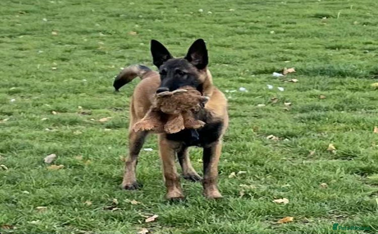 Belgian Shepherd Dog dogs - Advert 2