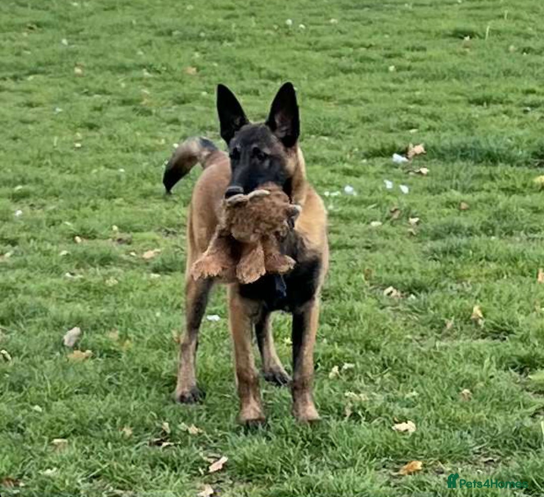 Belgian Shepherd Dog dogs for sale: Pick of litter - Image 1