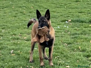 Belgian Shepherd Dog dogs - Advert 9