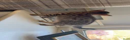 Savannah cats for sale: Savannah kittens  in Taunton - Advert 3