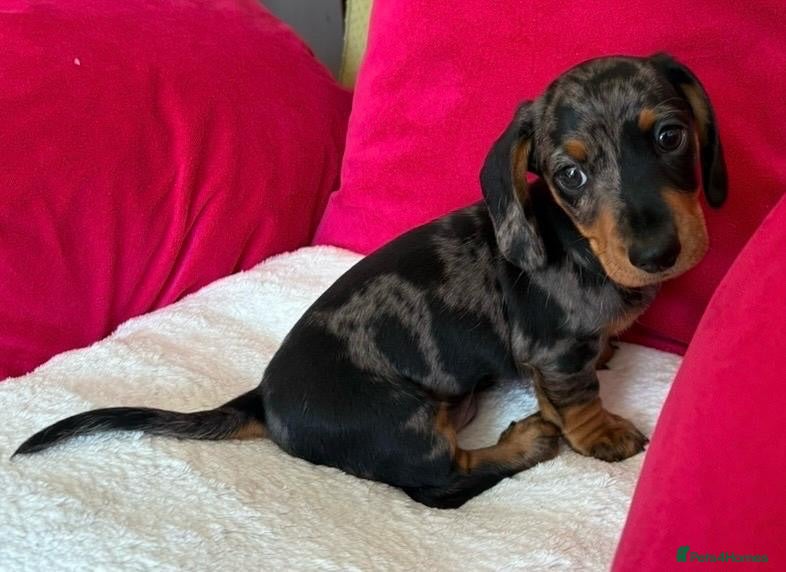 Miniature Dachshund dogs Litter of four Miniature Dachshunds - Advert 13