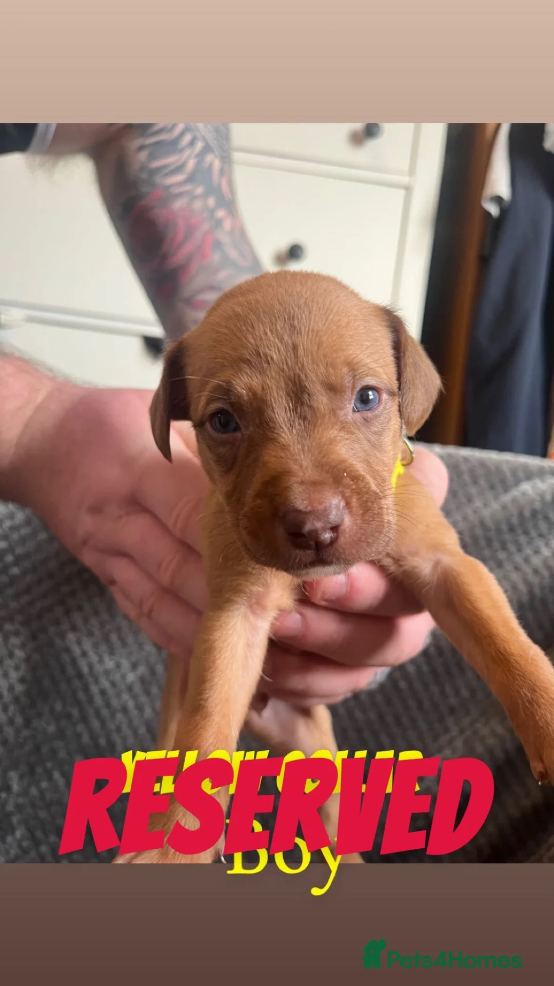 Mixed Breed dogs for sale: 2 Lurcher x Staffy pups left - READY TO LEAVE! - Advert 8