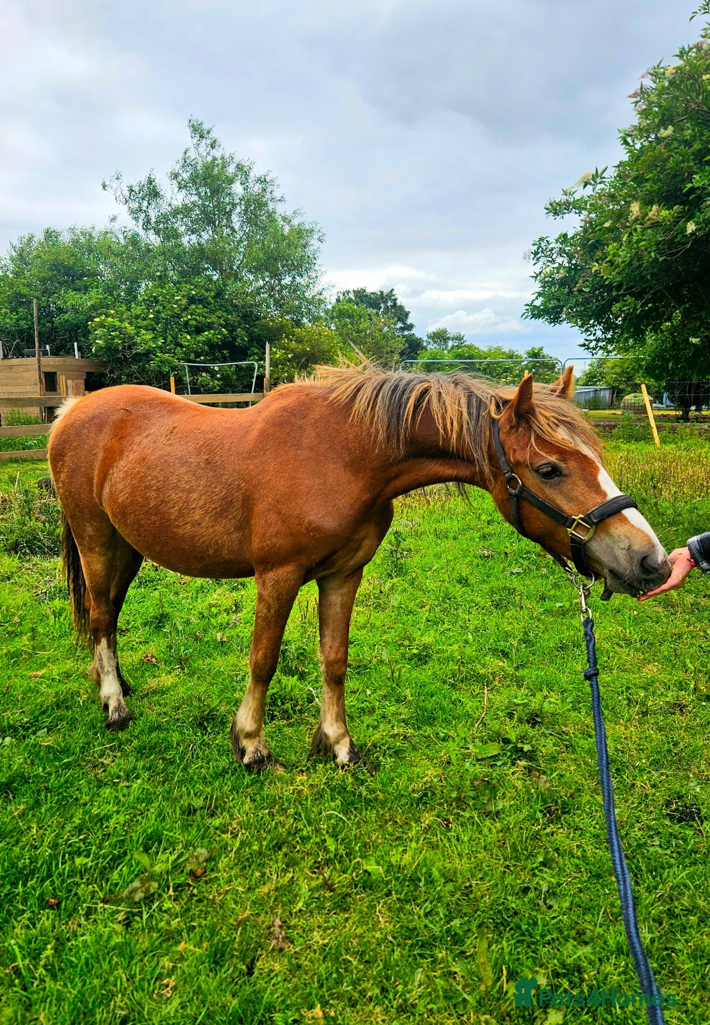 Welsh Section C horses FULL LOAN/LWVTB  - Advert 2