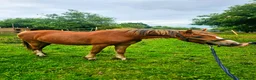 Welsh Section C horses for sale: FULL LOAN/LWVTB  in Widnes - Advert 1