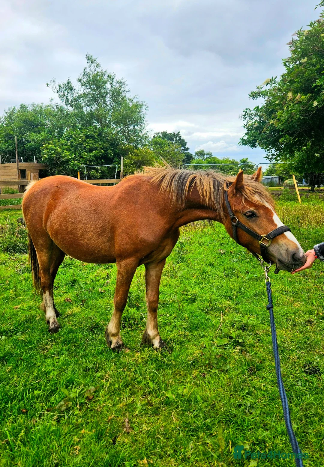 Welsh Section C horses for sale: FULL LOAN/LWVTB  in Widnes - Advert 1