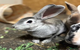 Mixed Breed rabbits for sale: Chinchilla Mini Rex doe 🤍 - Image 4