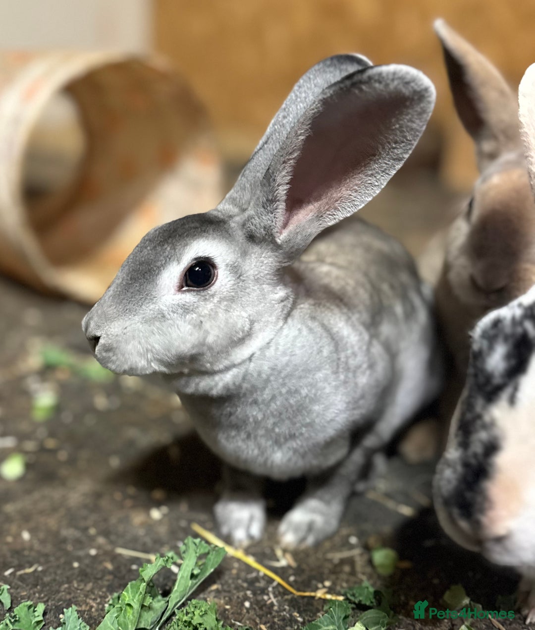 Mixed Breed rabbits for sale: Chinchilla Mini Rex doe 🤍 - Image 4