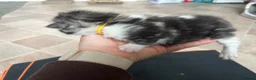 Maine Coon cats for sale: Maine coon cross in Rotherham - Advert 16