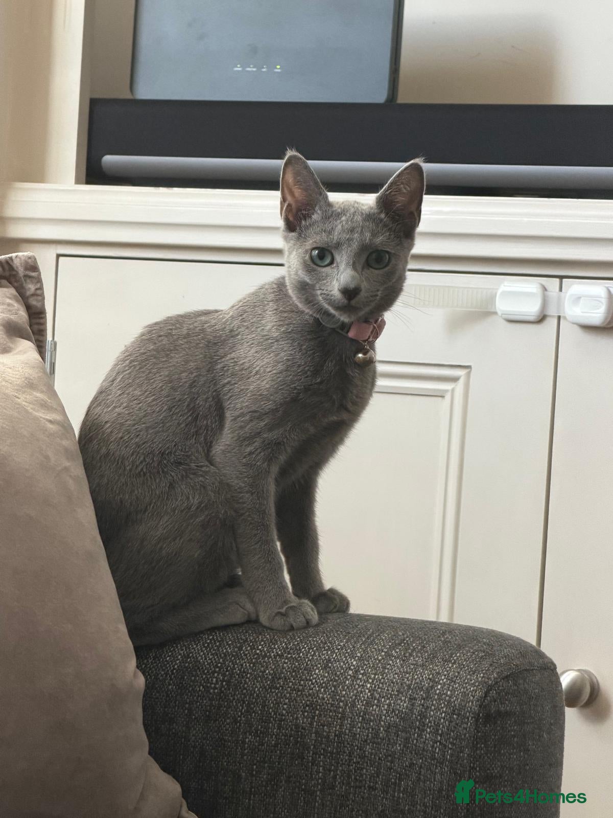 Russian Blue cats 2 Beautiful Russian Blue Kittens, 5 months old - Advert 2