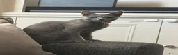 Russian Blue cats for sale: 2 Beautiful Russian Blue Kittens, 5 months old in London - Advert 2