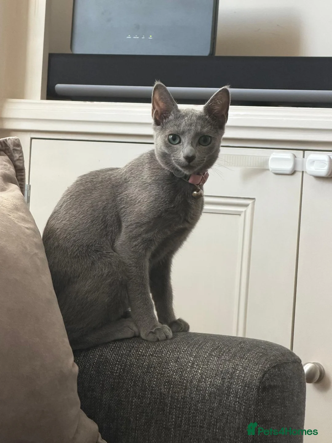 Russian Blue cats for sale: 2 Beautiful Russian Blue Kittens, 5 months old in London - Advert 2