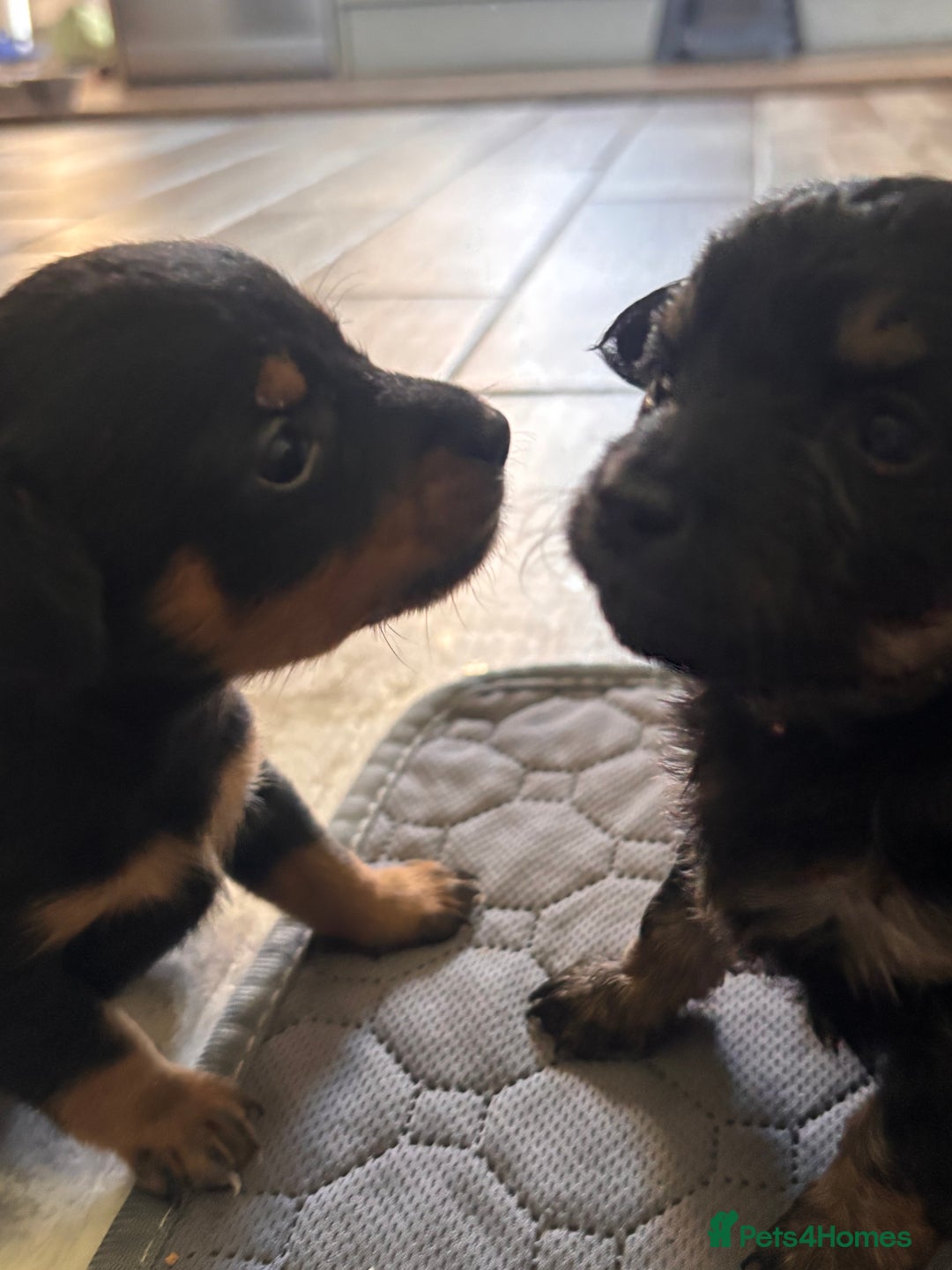 Mixed Breed dogs for sale: Jackawawa - Image 14