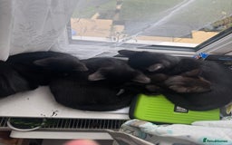 Domestic Shorthair cats for sale: Black kittens  - Image 1