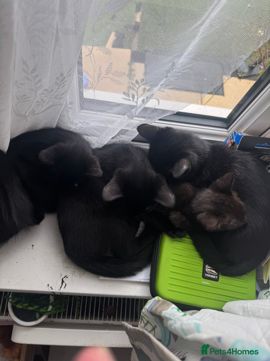 Domestic Shorthair cats for sale: Black kittens  - Image 1