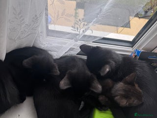 Domestic Shorthair cats - Advert 7