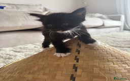 Mixed Breed cats for sale: 3 sweet kittens ready 27th Sep - Image 11