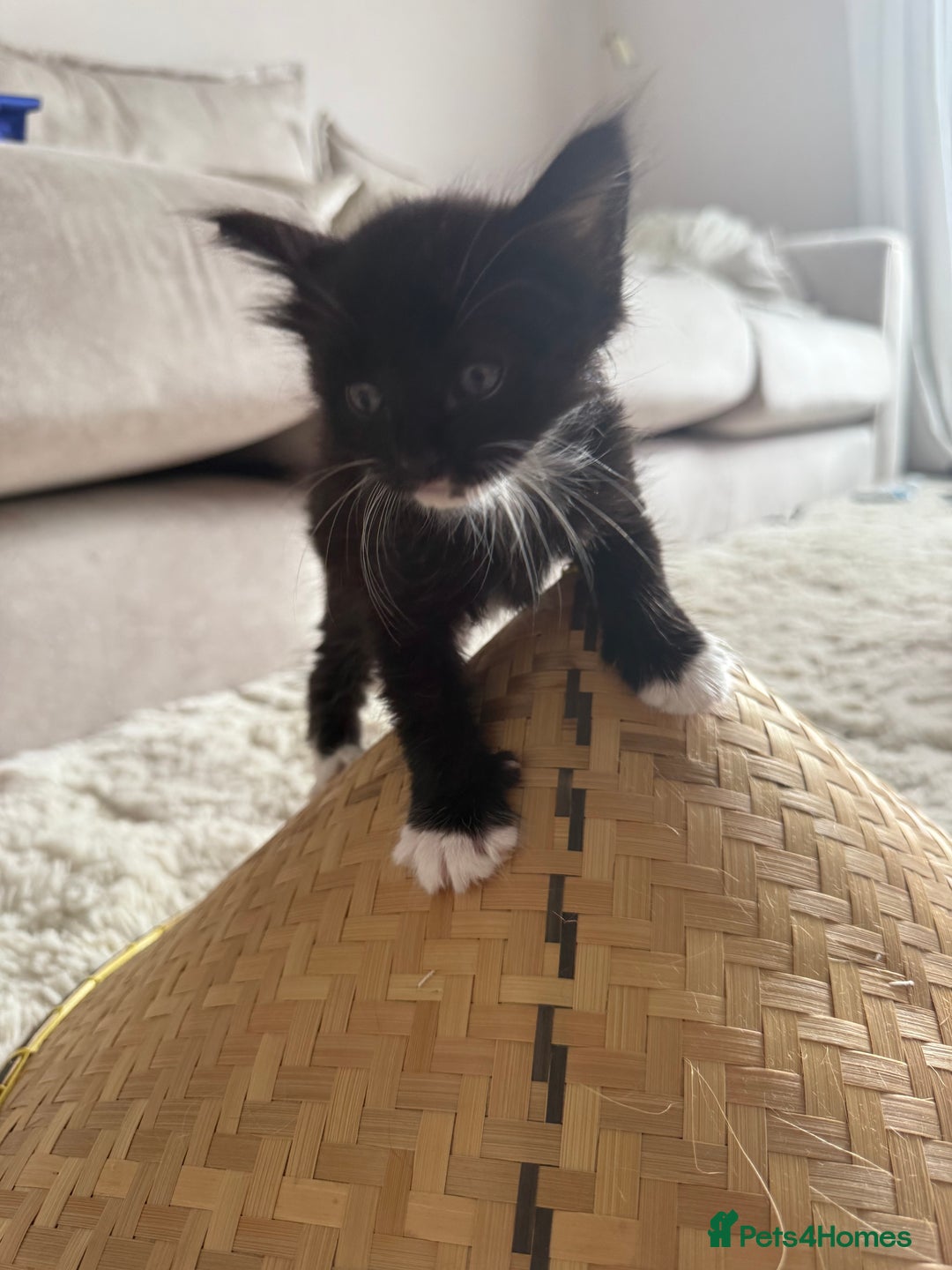 Mixed Breed cats for sale: 3 sweet kittens ready 27th Sep - Image 11
