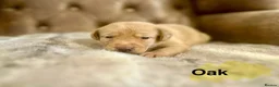 Labrador Retriever dogs for sale: FTCH CHAMPION🏆 KC HEALTH TESTED STAR STUDED PED⭐️ in Lewes - Advert 7