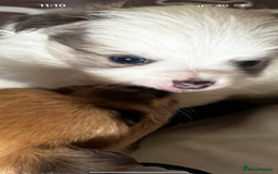Pomchi dogs for sale: I have to sell my little man - Image 8