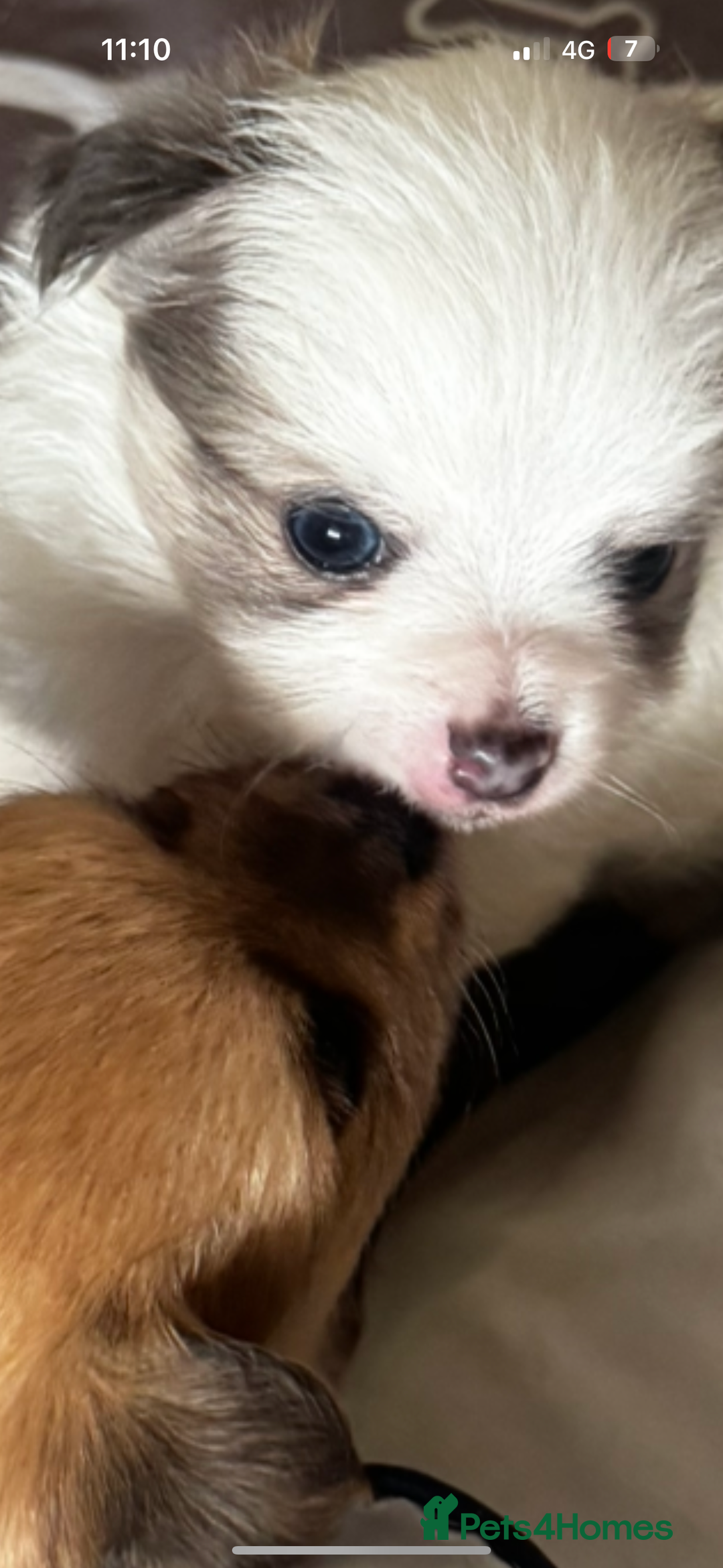 Pomchi dogs for sale: I have to sell my little man - Image 8