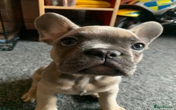 Pug dogs for stud: KC Reg Proven French Bulldog Lilac & Tan For Stud in Colchester - Image 22