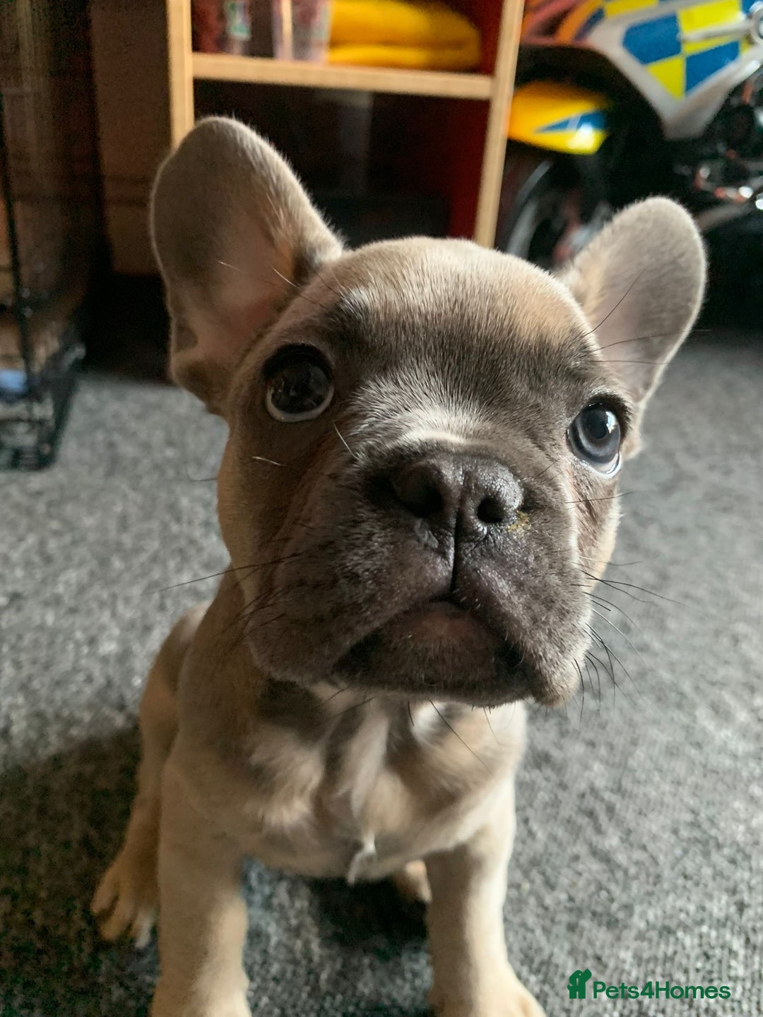 Pug dogs for stud: KC Reg Proven French Bulldog Lilac & Tan For Stud in Colchester - Image 22