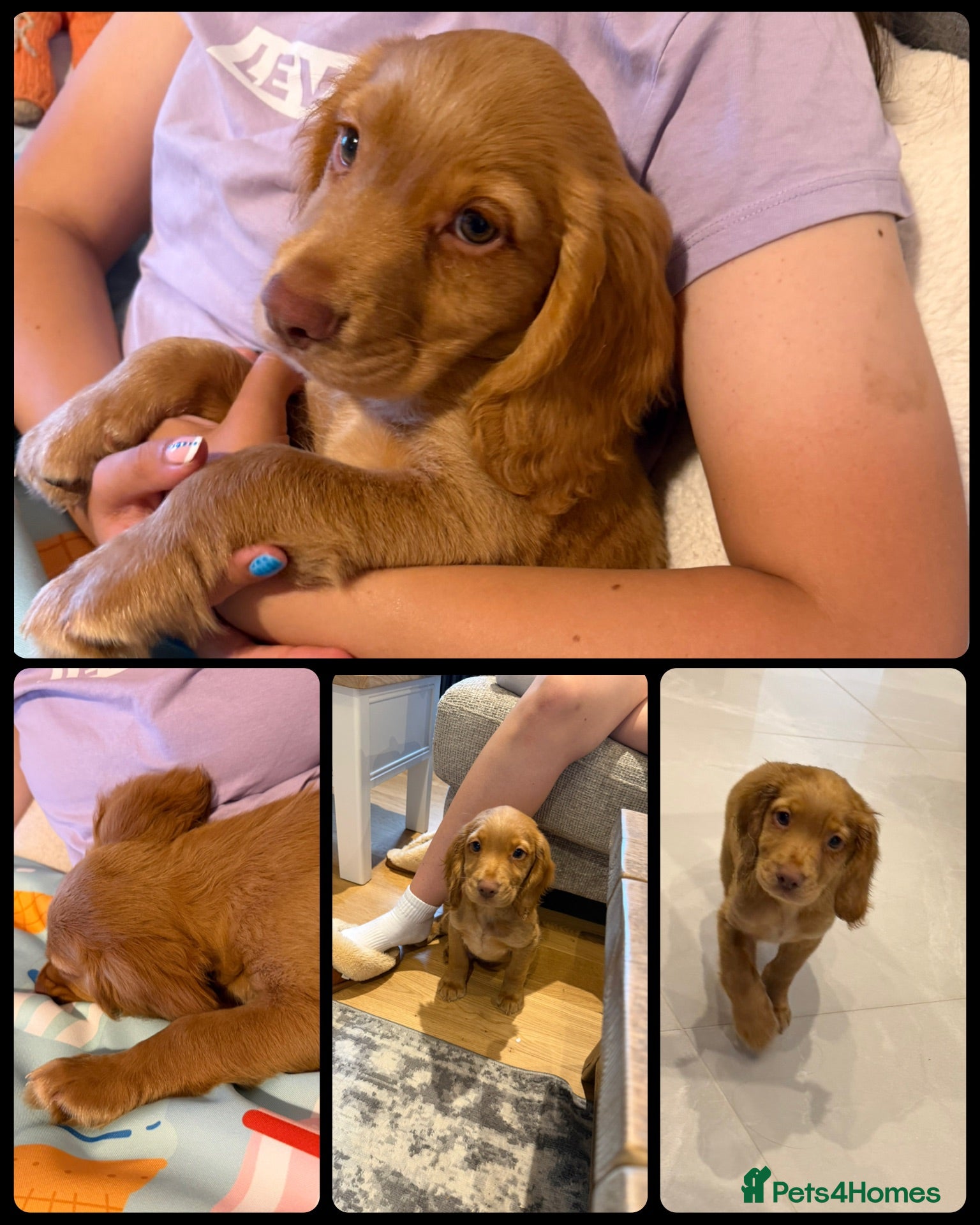 Cocker Spaniel dogs KC Registered Working Cocker Spaniels - Advert 2