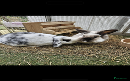 English Lop rabbits for sale: Neutered/Spayed Girl Looking for new home ASAP - Image 6