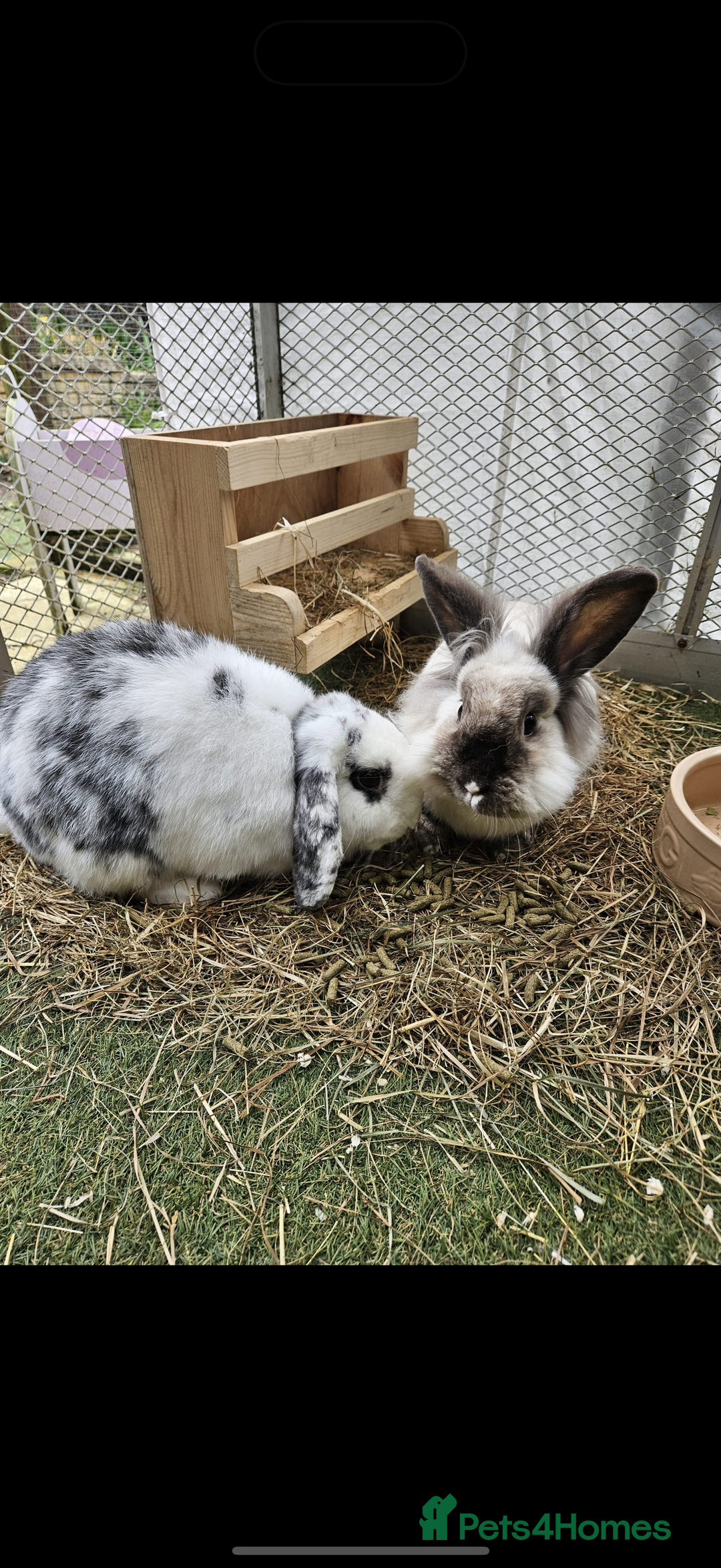 English Lop rabbits for sale: Neutered/Spayed Girl Looking for new home ASAP - Image 6