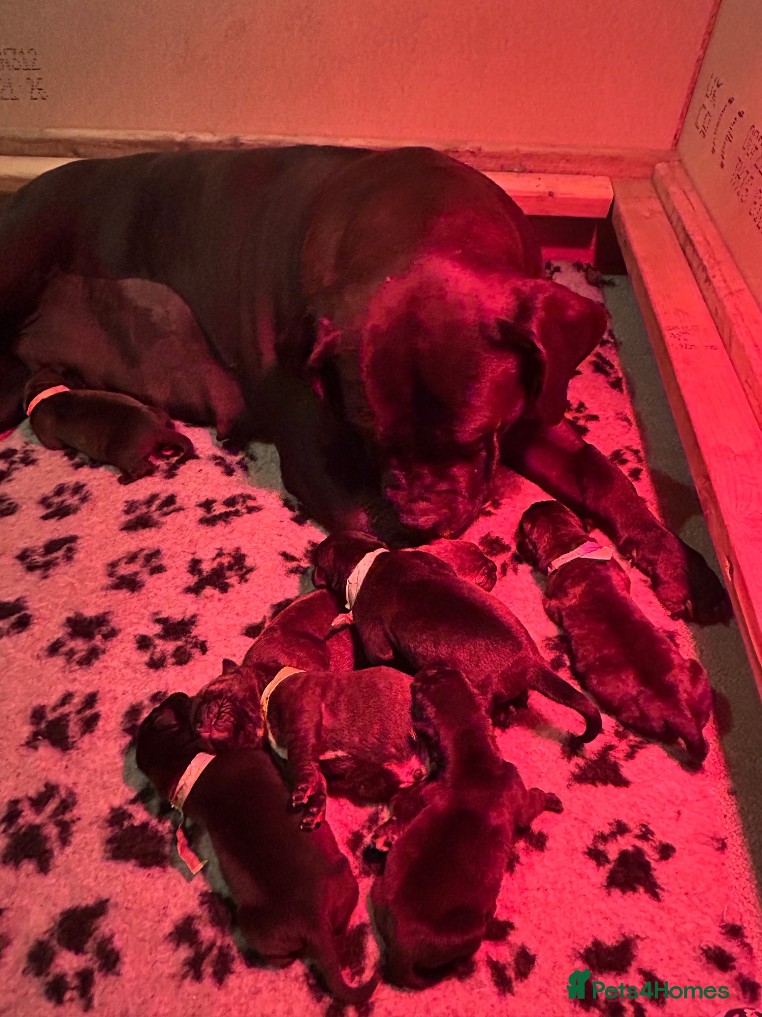 Mixed Breed dogs Cane Corso x Dogue de Bordeaux stunning 9 pups  - Advert 1