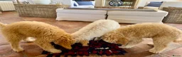 Lagotto Romagnolo dogs for sale: Amazing Lagotto Romagnolo Truffle Trained Puppies  - Advert 16
