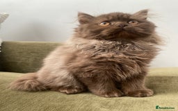 British Shorthair cats for sale: Chocolate and Red British Shorthair and Longhair - Image 4