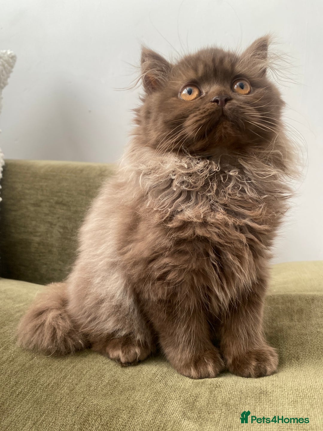 British Shorthair cats for sale: Chocolate and Red British Shorthair and Longhair - Image 4