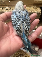 Budgerigars birds Hand Tame Budgie Chicks Ready mid December - Advert 6