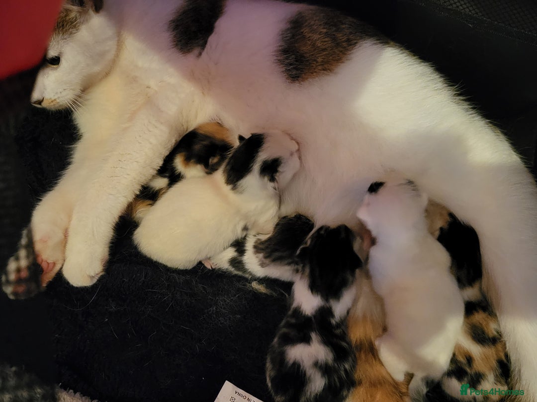 Domestic Shorthair cats for sale: 3 kittens - Advert 2