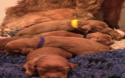 Irish Doodle dogs for sale: Stunning mahogany red multigen Irish doodles  - Image 3