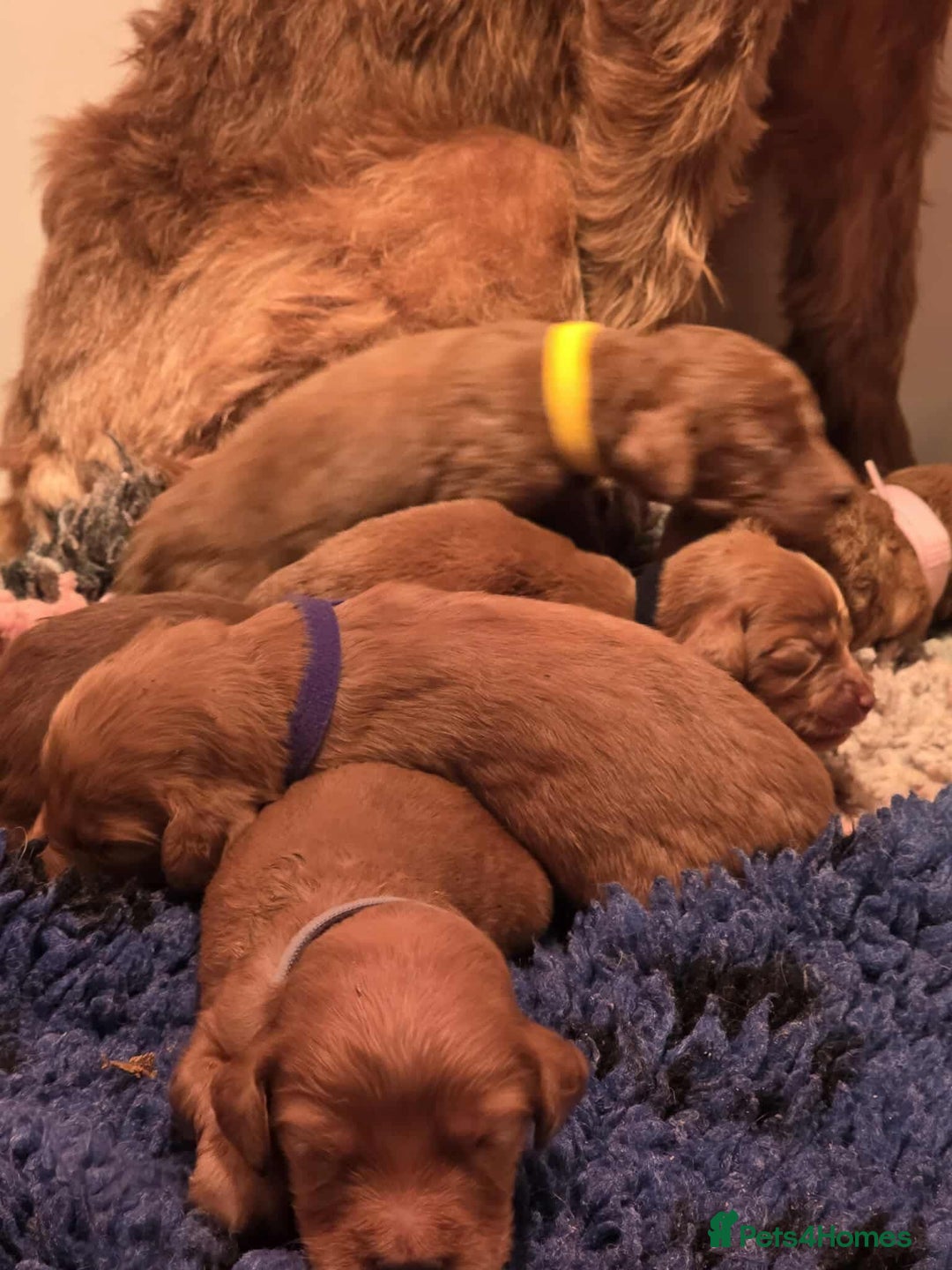 Irish Doodle dogs for sale: Stunning mahogany red multigen Irish doodles  - Image 3