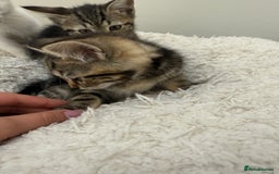 Mixed Breed cats for sale: 2 adorable little boys for sale - Image 8