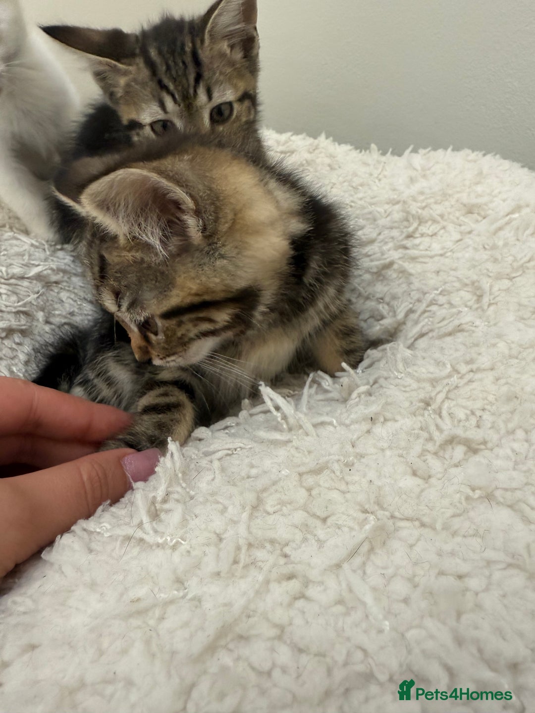 Mixed Breed cats for sale: 2 adorable little boys for sale - Image 8