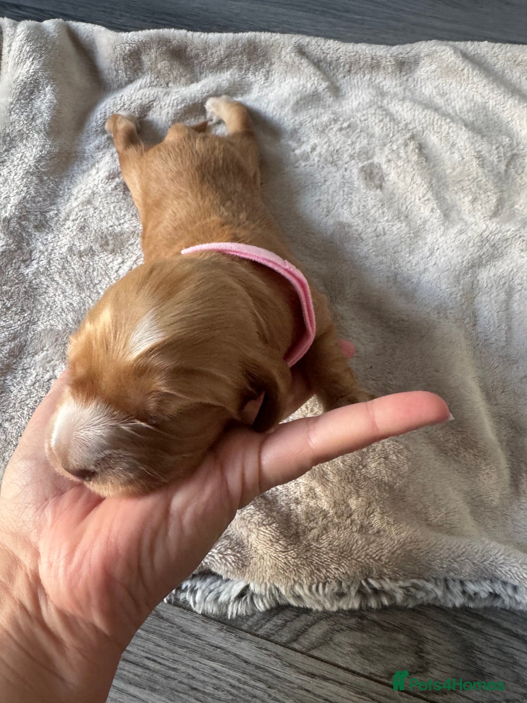 Cocker Spaniel dogs for sale: Stunning KC show cocker spaniels  - Image 4