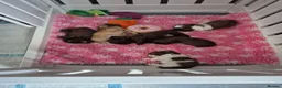 Shih Tzu dogs for sale: Imperial Shih tzus in Shaftesbury - Advert 3
