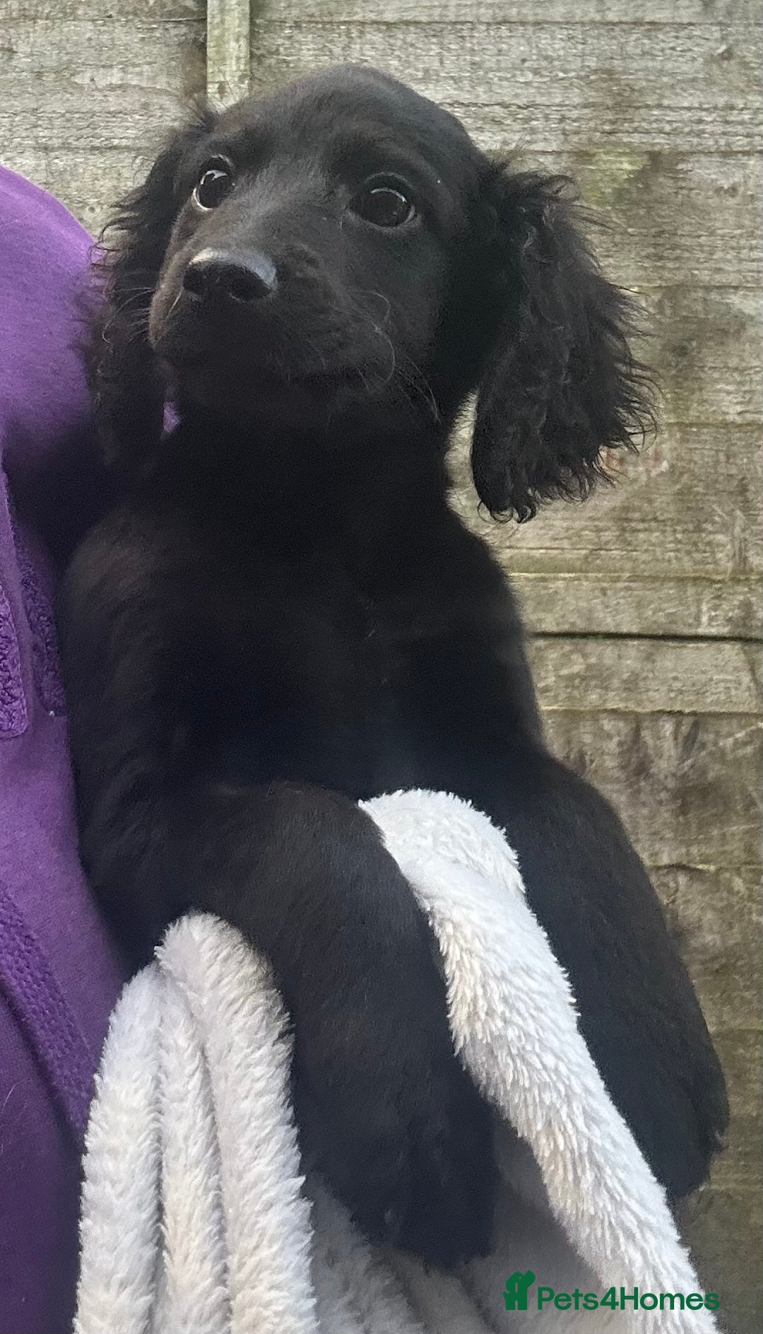 Cockapoo dogs for sale: F2B Cockapoo Puppies - Image 14